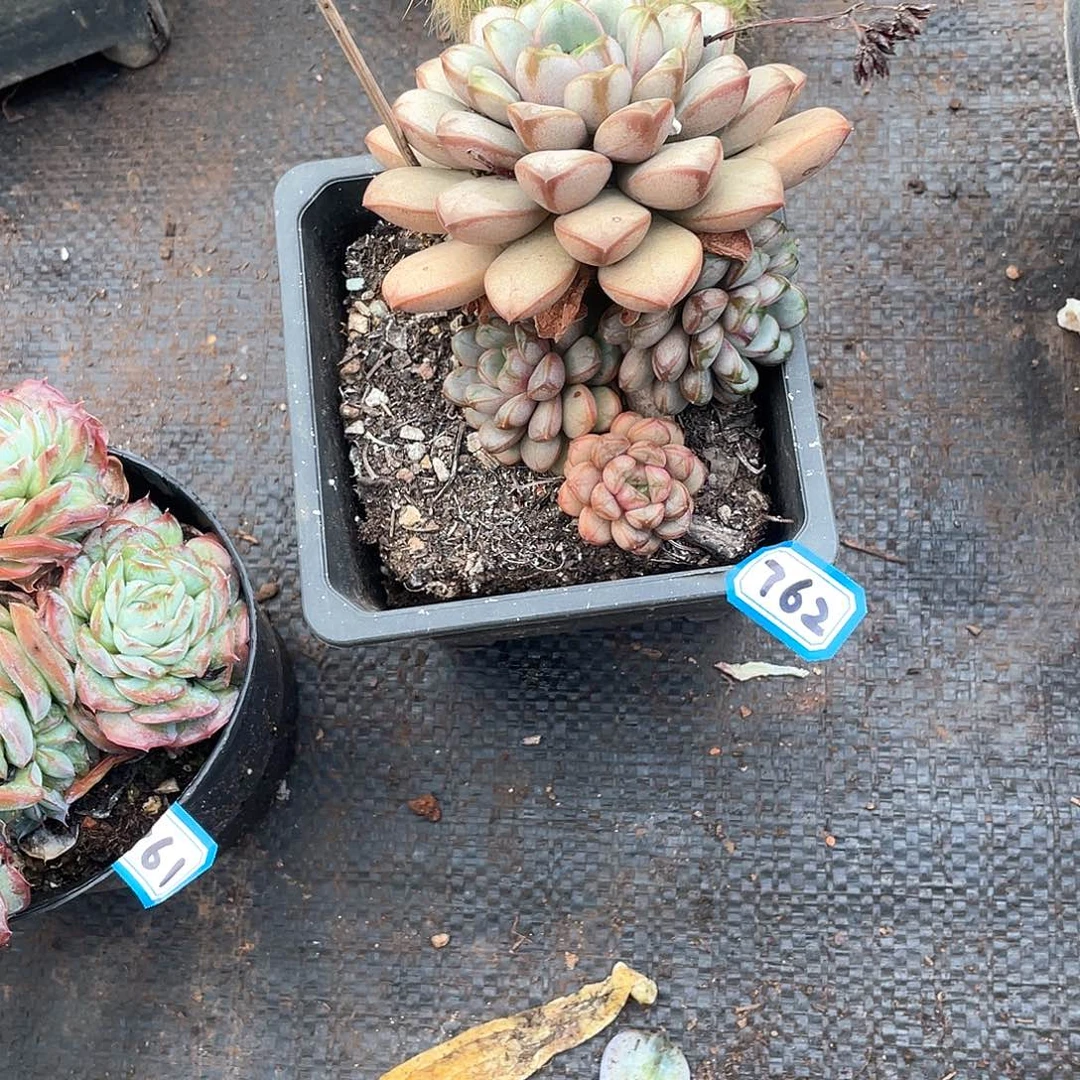 762葡萄 一物一拍多肉