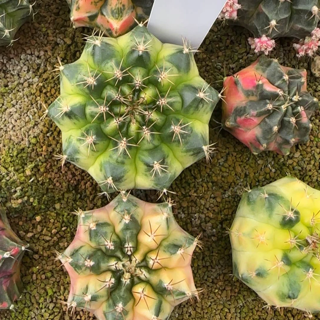 青**桐15-0305奶黄包脱土发多肉