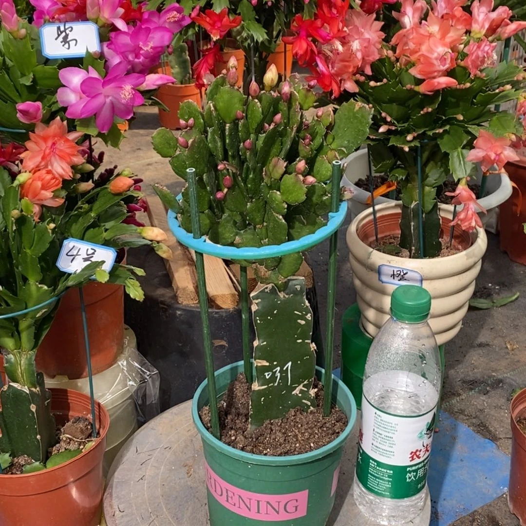 桃***完全开放0322 双层芒果