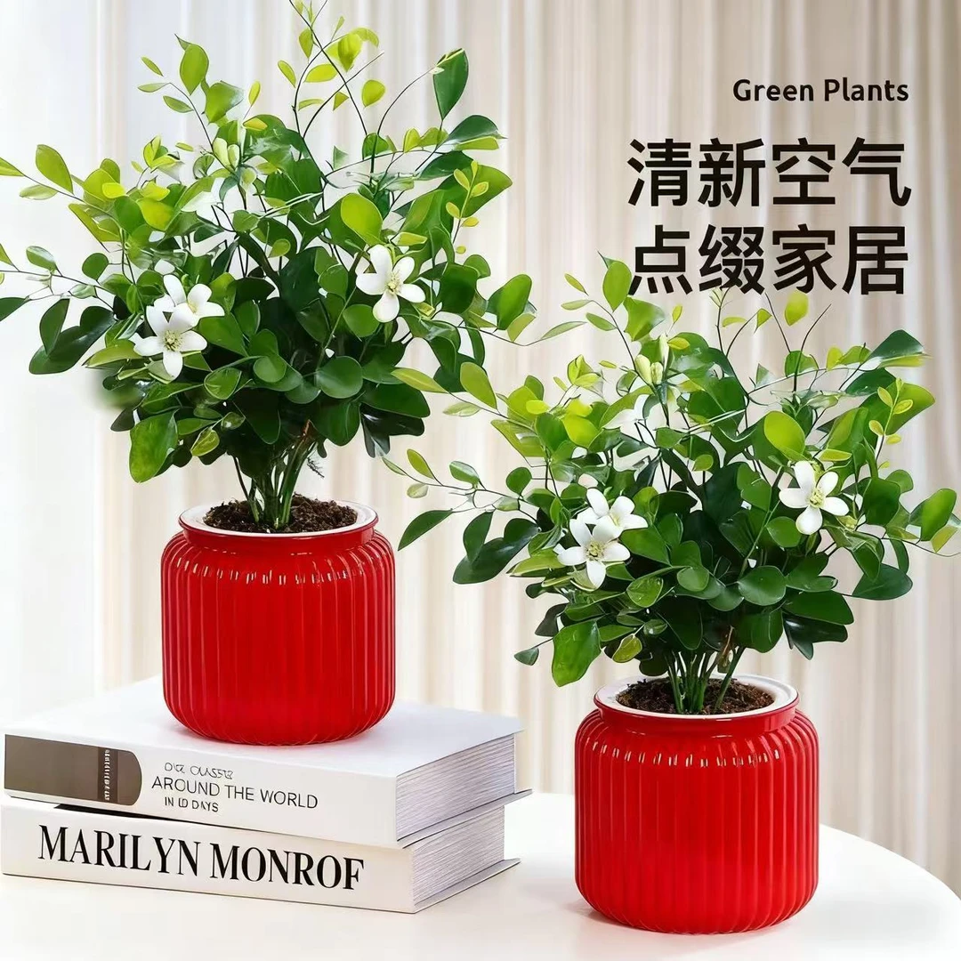 九里香开花植物浓香型水培客厅阳台驱蚊冬季小盆栽四季开花