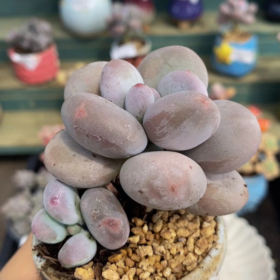 542 黄金鸡蛋大叶奶6 厘米