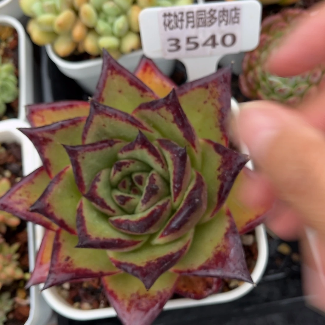 多肉植物3540 满30包邮哦