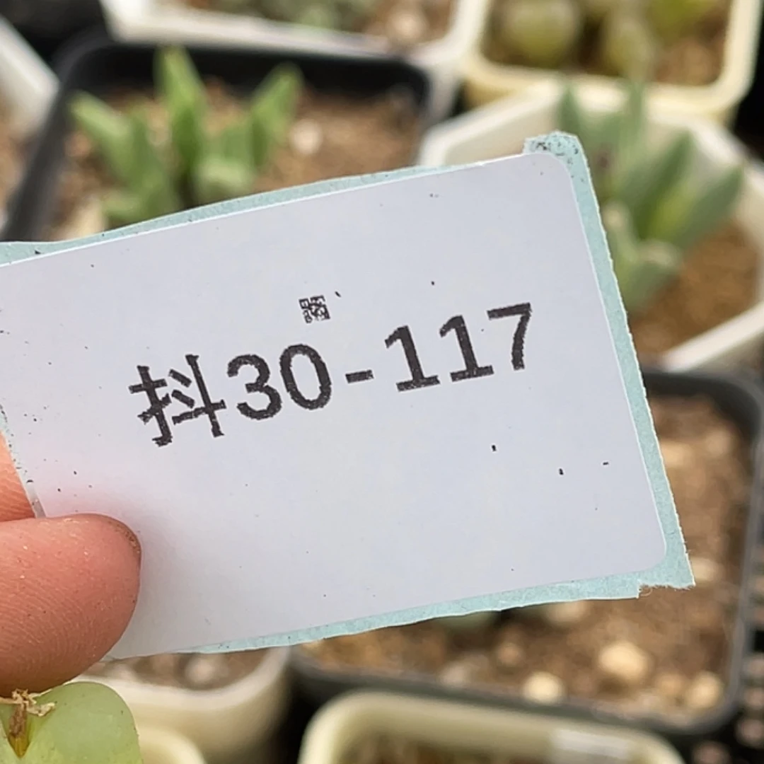 *****30-117肉锥多肉植物