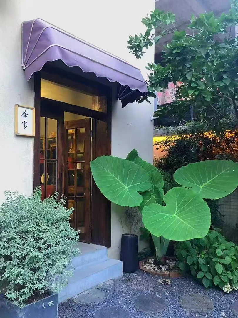 泰国魔法象耳芋绿植盆栽，巨型叶片震撼全场，家具净化首选芋头绿植