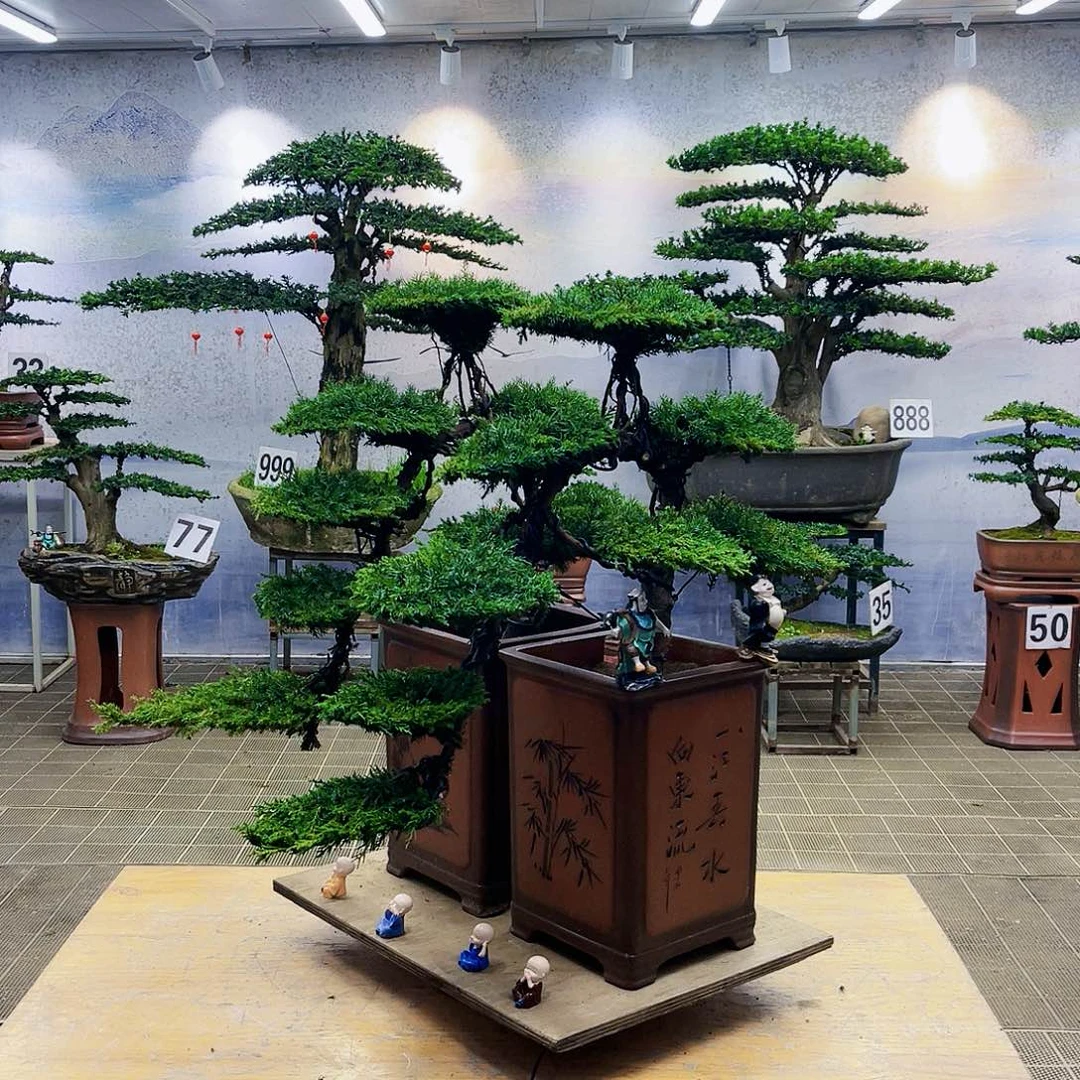 盆景龙爪松盆景造型