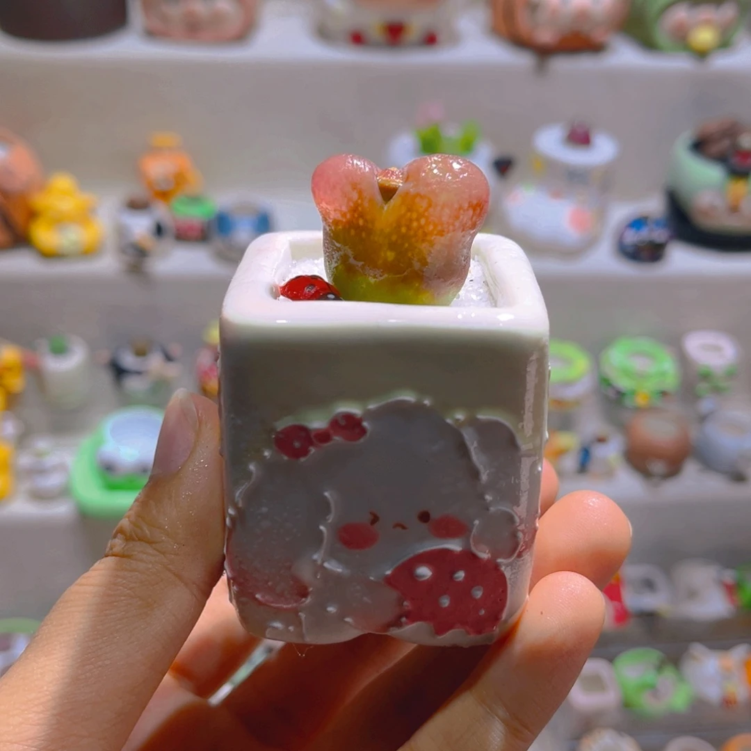 019高端多肉带盆土一套38