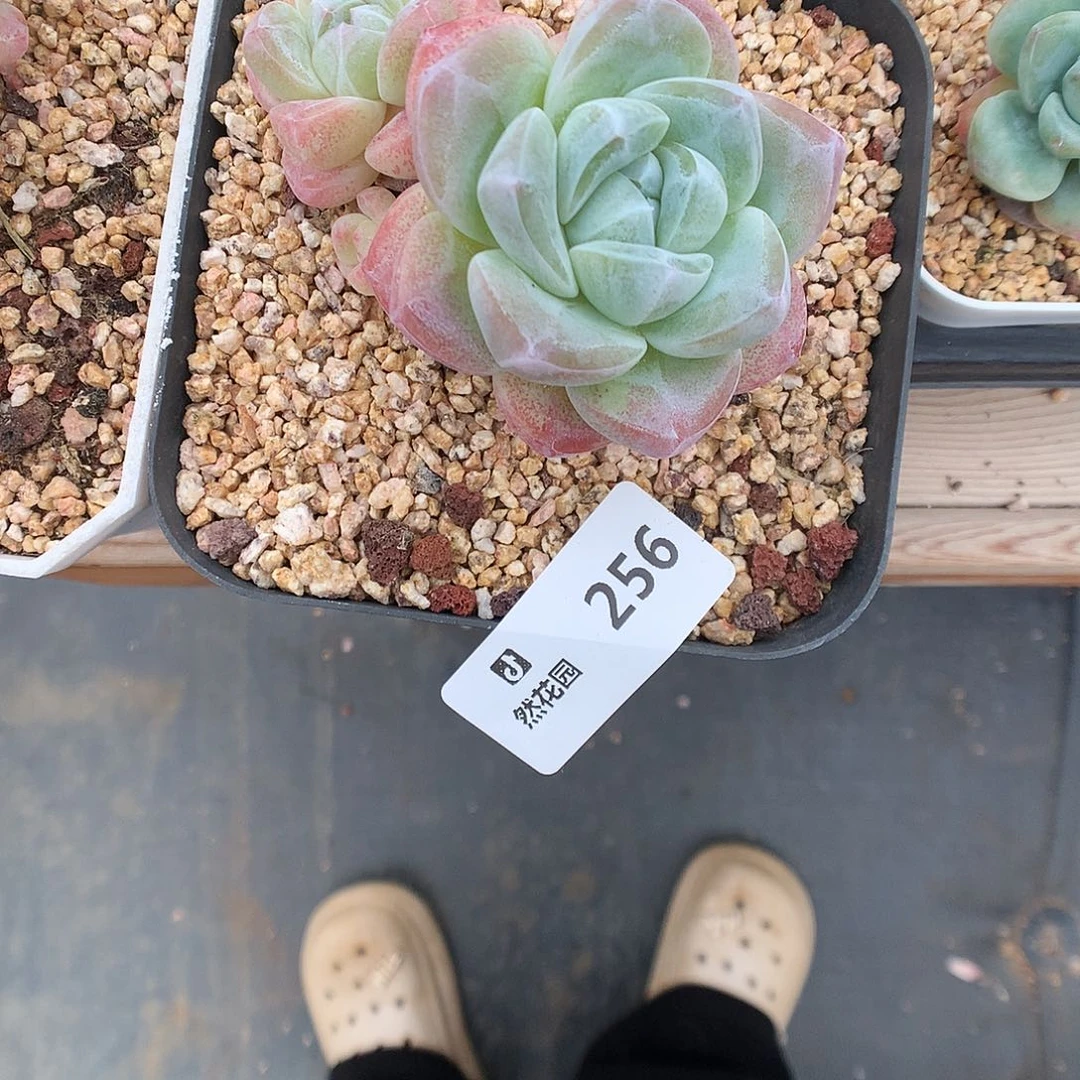 256冰玉多肉植物666