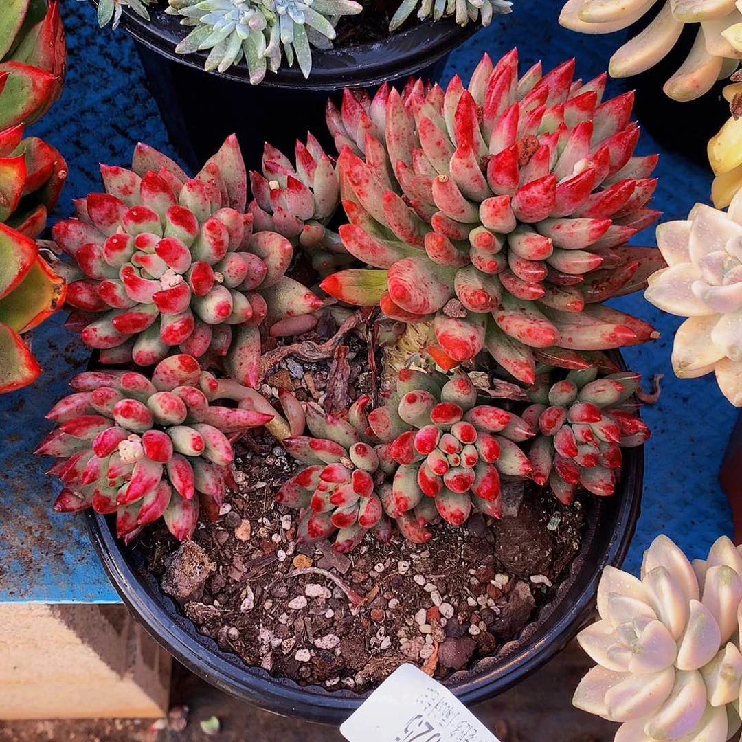 @***望    岩字多肉19025