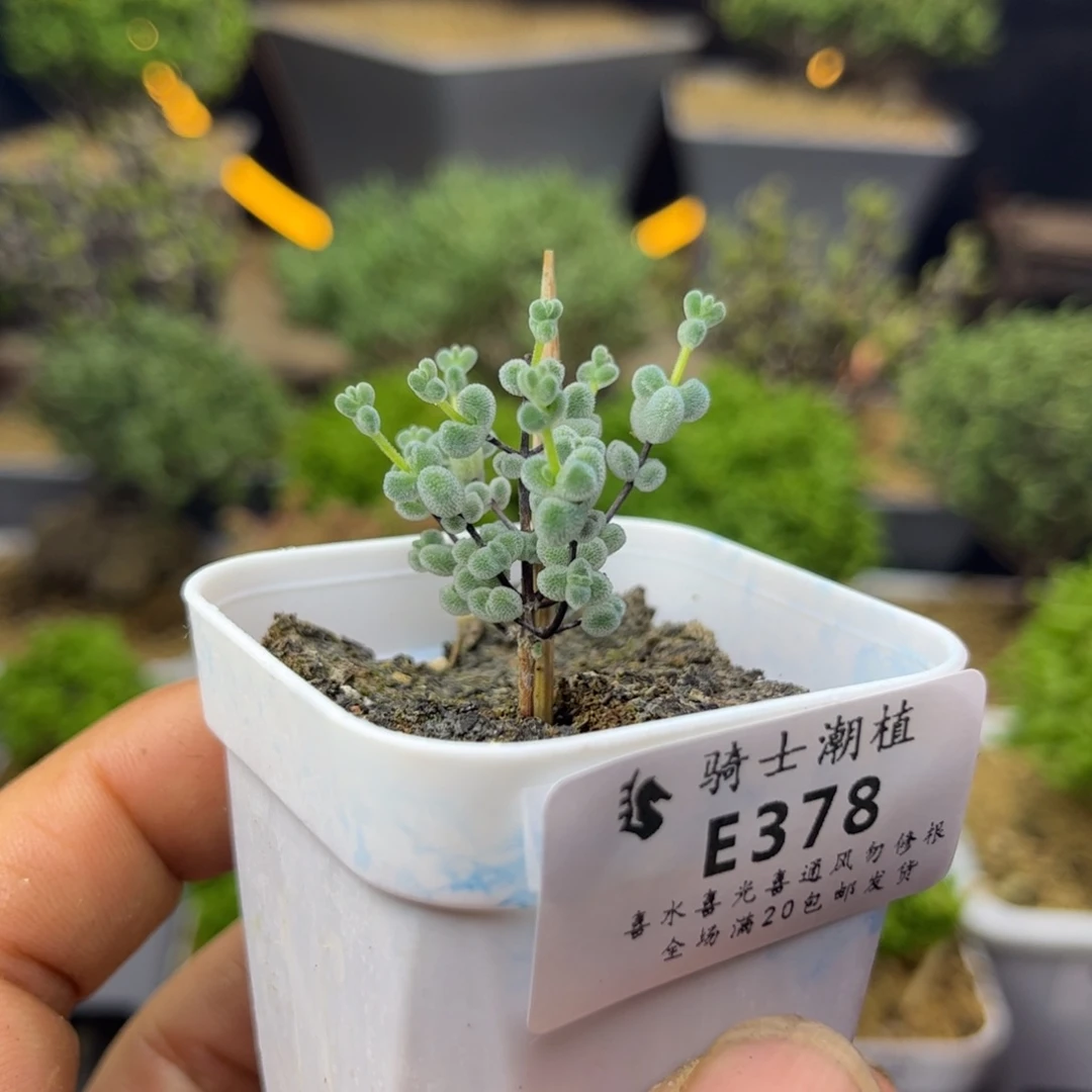 378实生优选白体莱斯