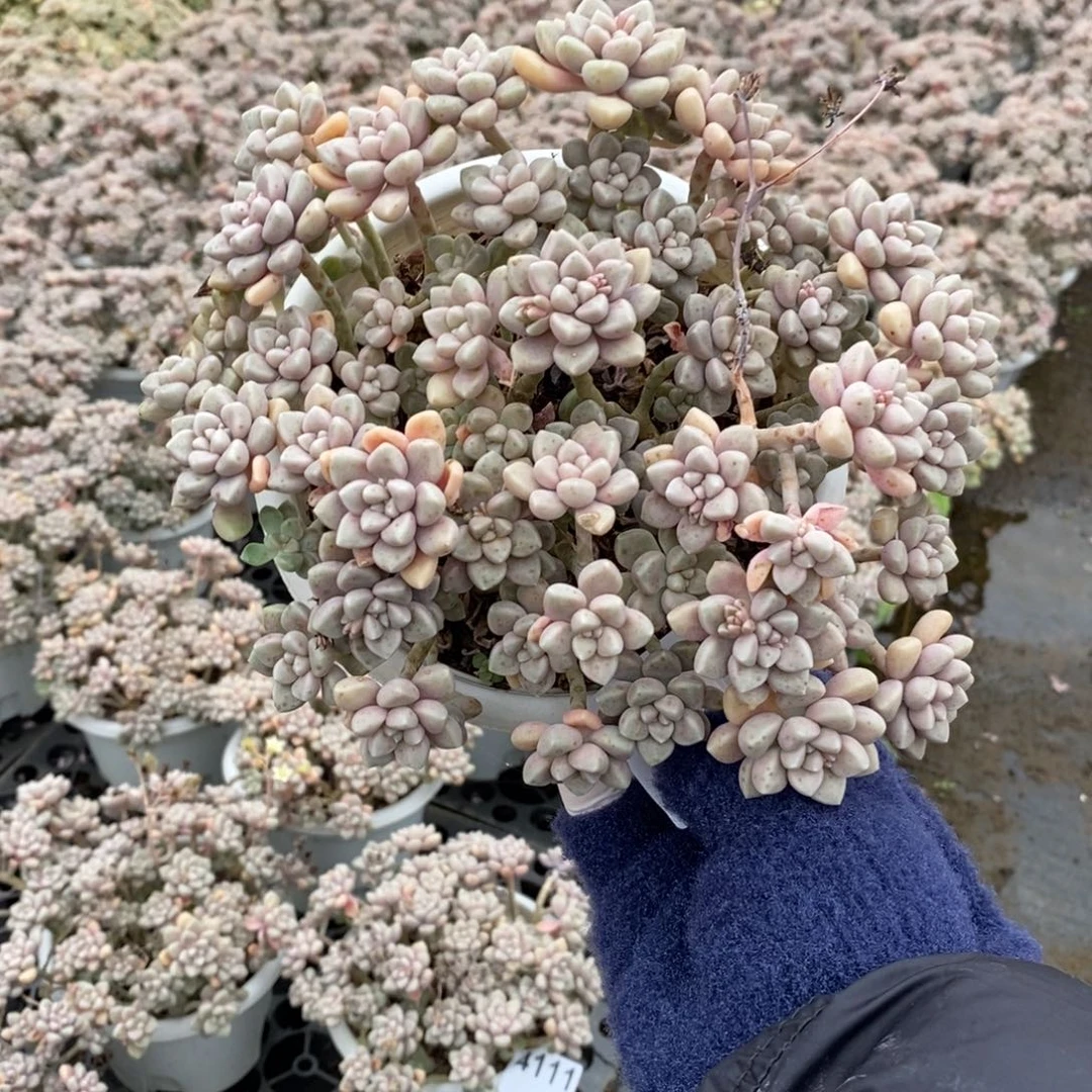 4110丸叶姬秋丽一物一拍