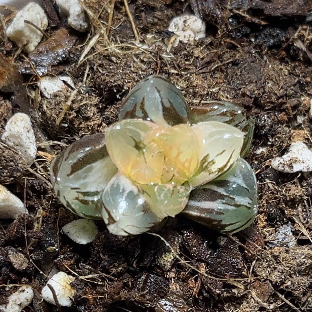 恭喜发财大吉大利0215龙爪