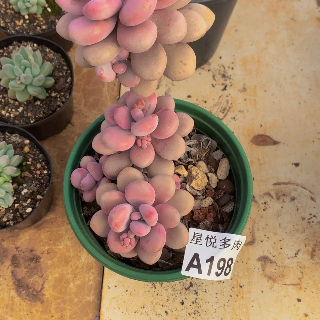 小**星悦多肉  A198