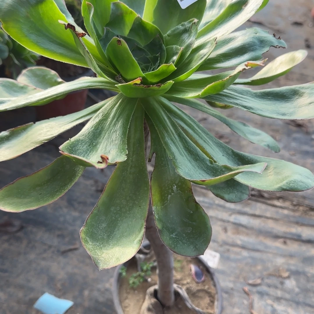 艳姿297满20包邮断枝不包