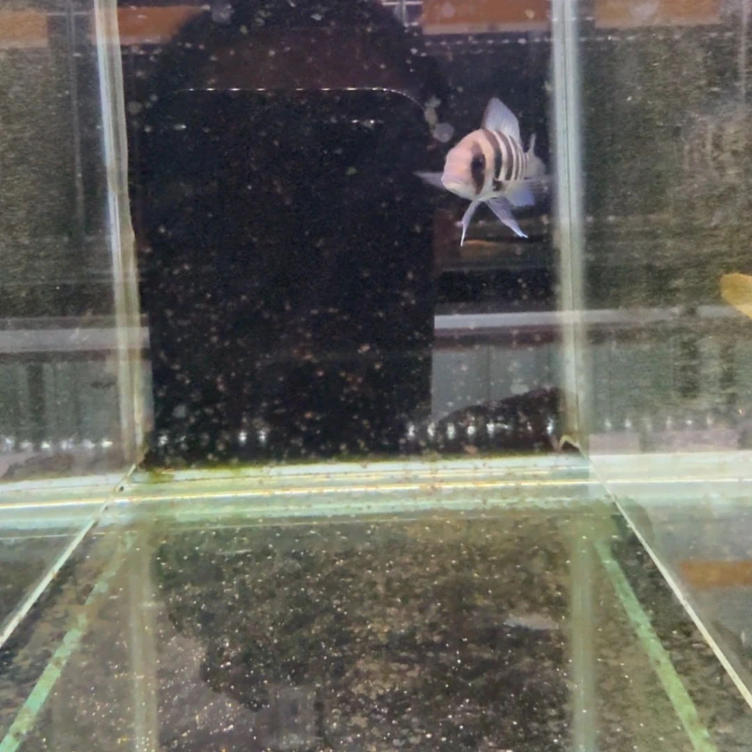 慈鲷354布隆迪。
