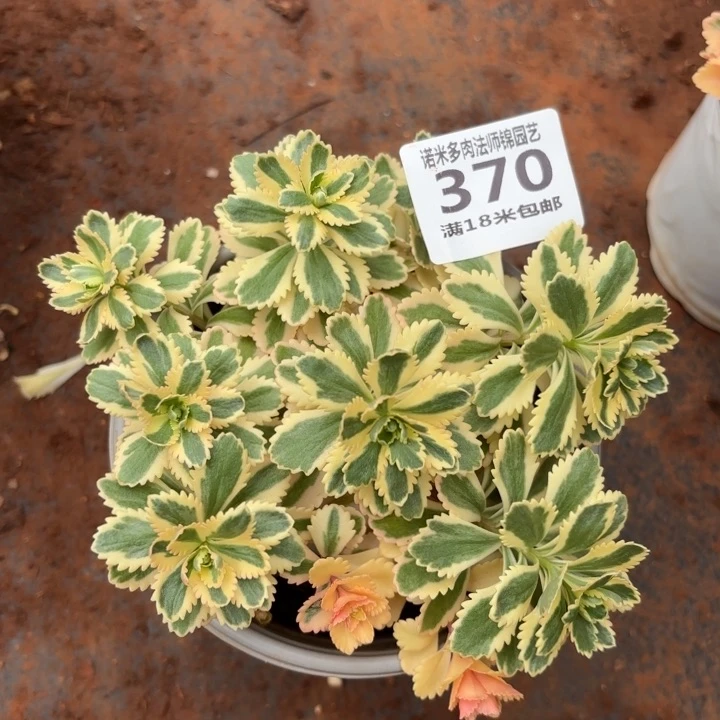 370亚特兰蒂斯掌心多肉法师锦不包侧枝断枝的