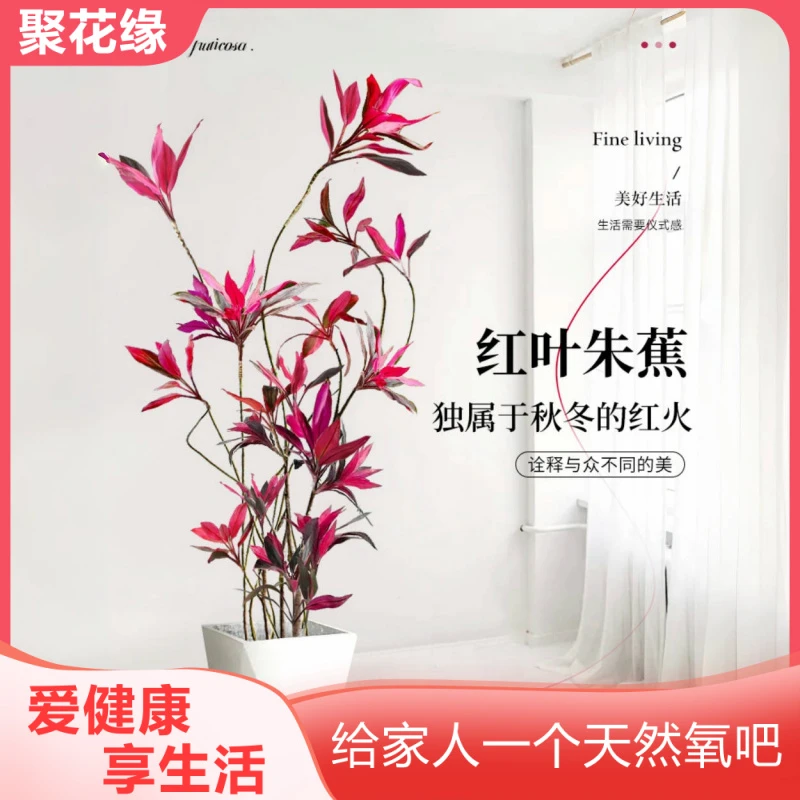 红叶朱蕉网红大绿植 艺术造型 红铁紫竹吸甲醛净化空气好养包邮