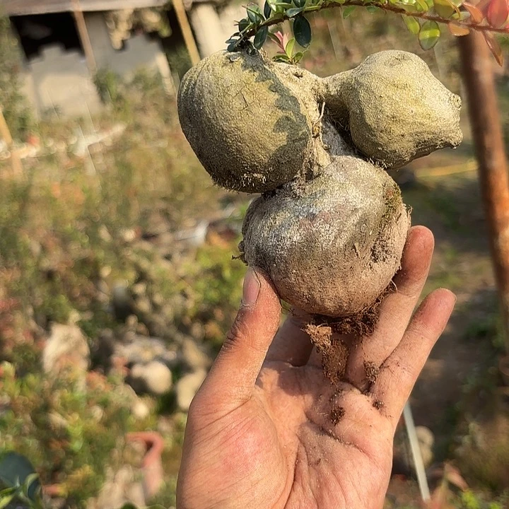 我们的目标是成为一个