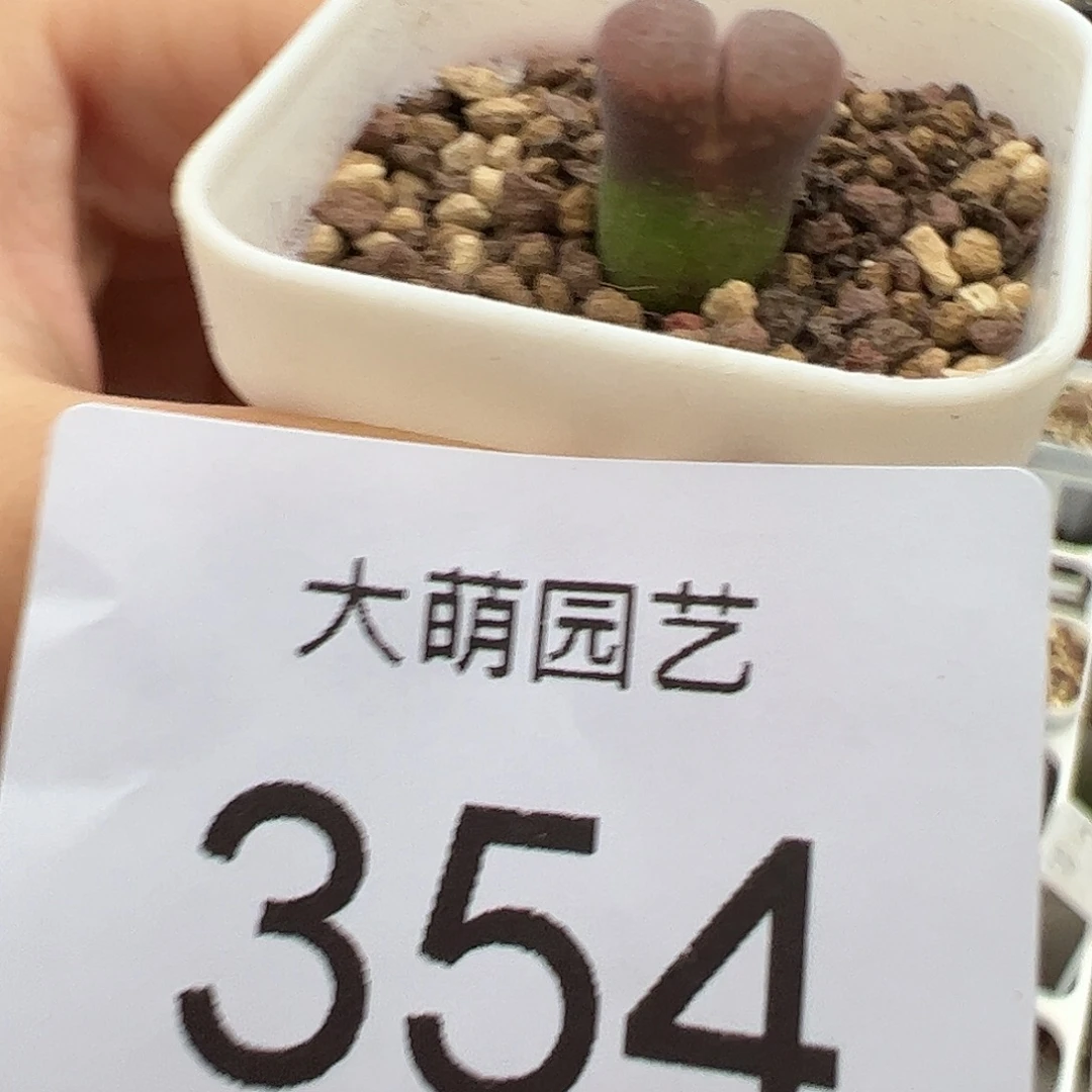 一物一拍日大红脱土发354