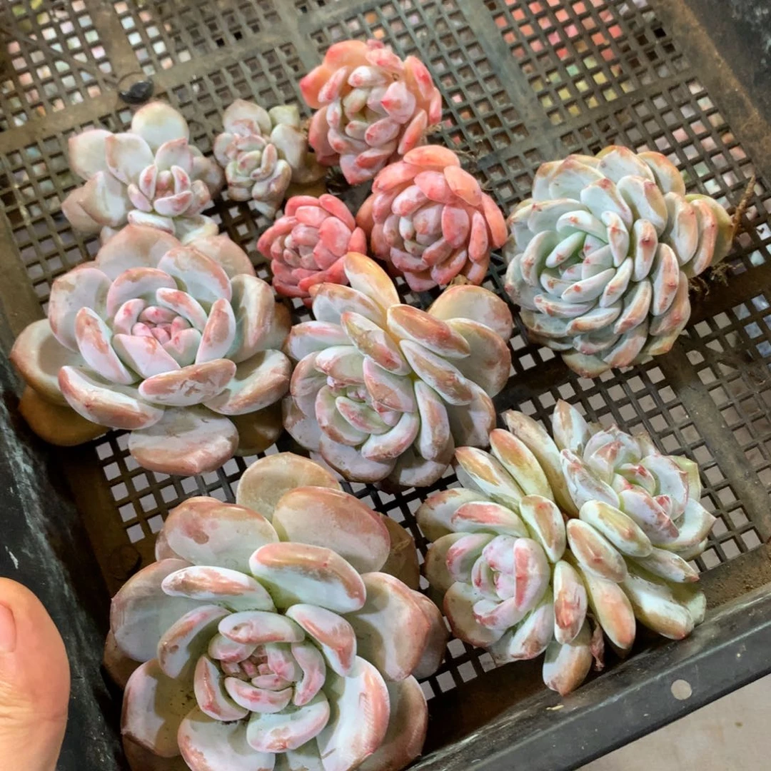十棵哈哈哈哈哈哈哈哈