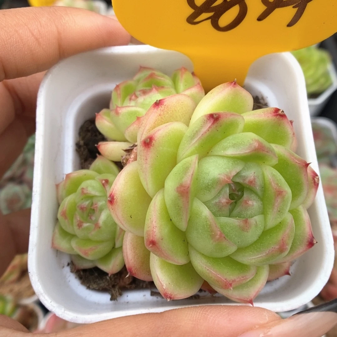 菠萝蜜麦秆4849号