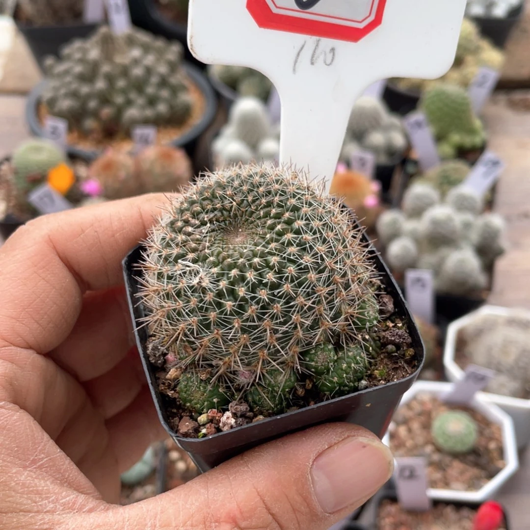 6往事一个多肉的季节