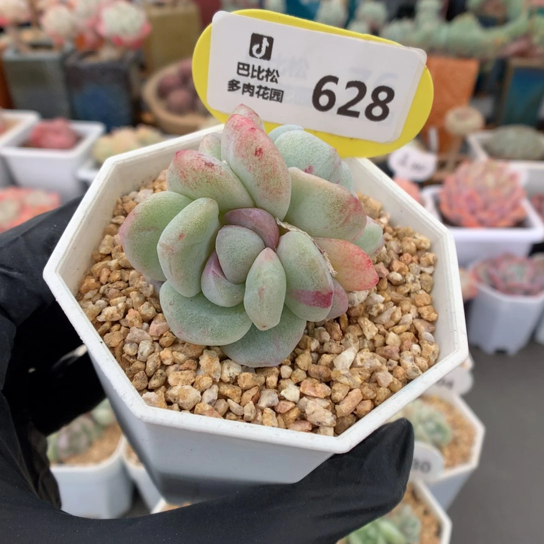 628 冰玉石化多肉