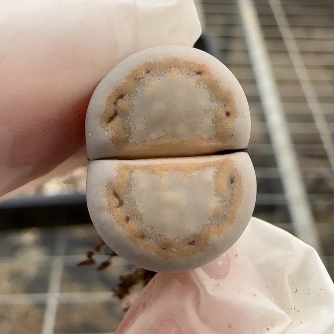 12.20.c216饼干.9067清框福利