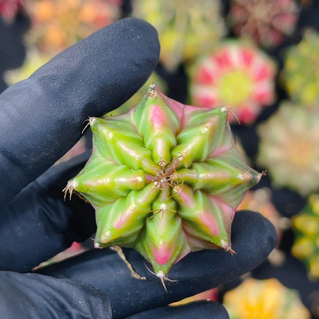 米哈004 侧3.9公分