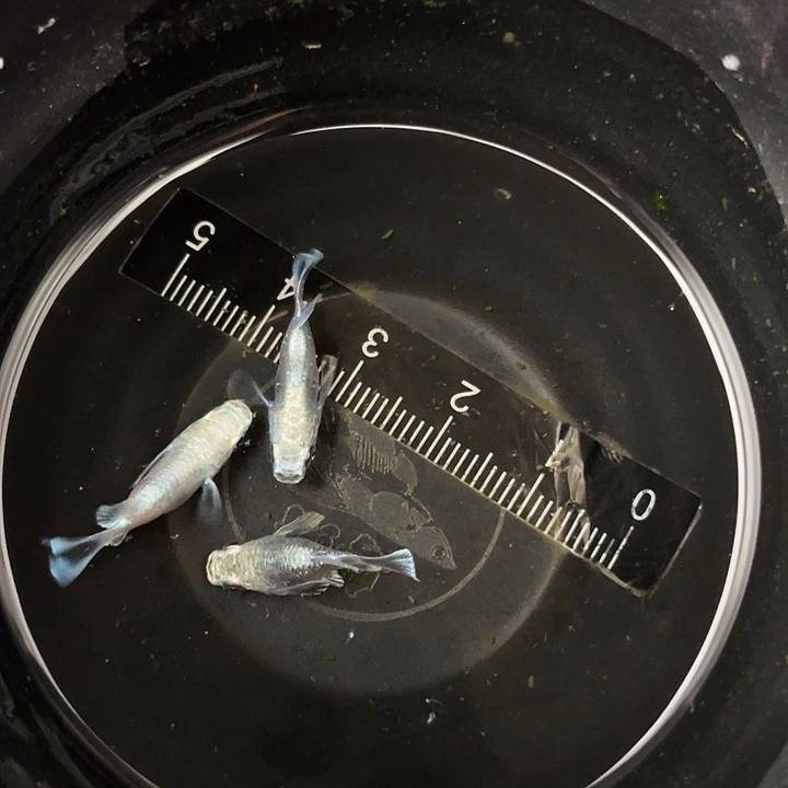 海水鱼23球体尺寸1.5～2cm