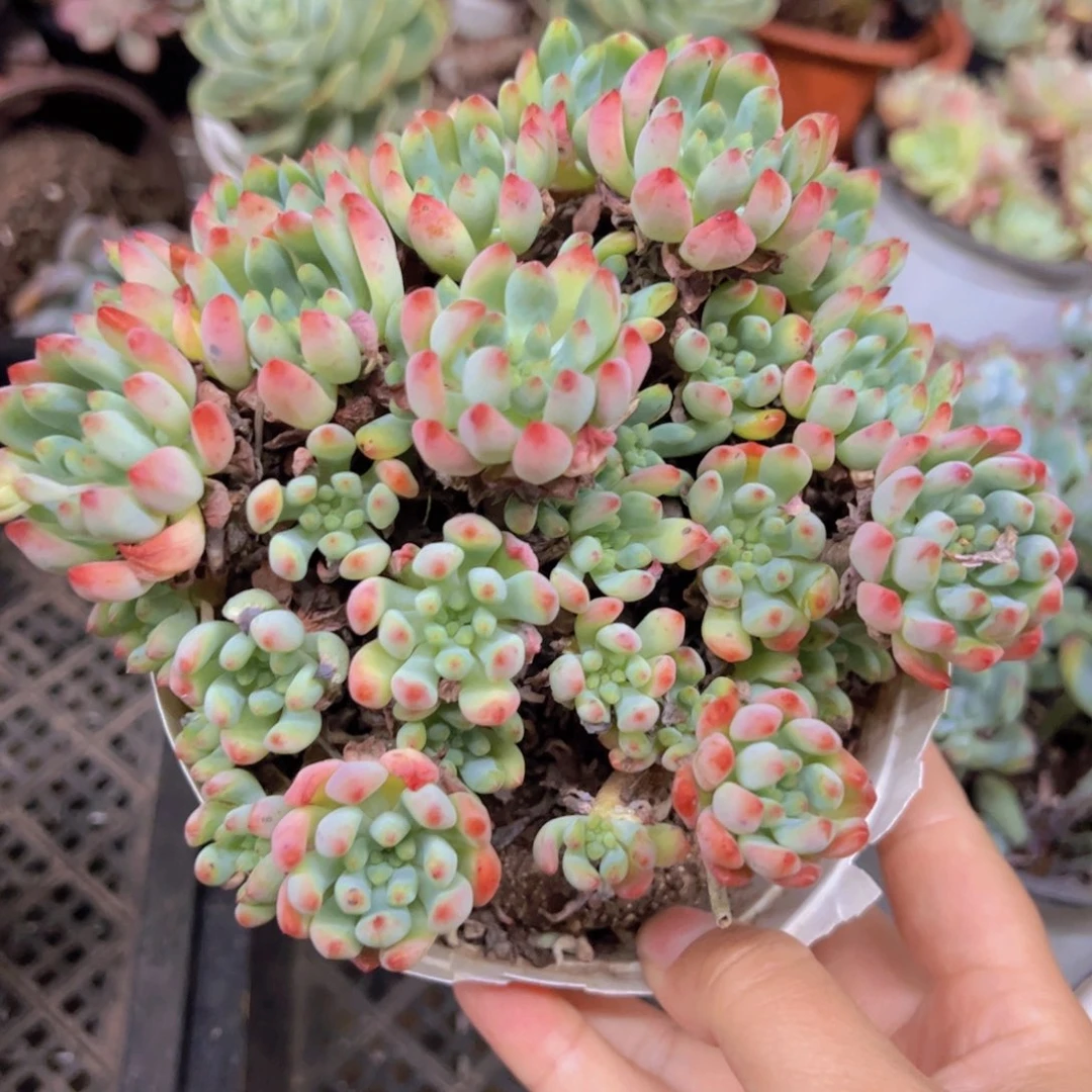 蓝苹果整装整群老桩