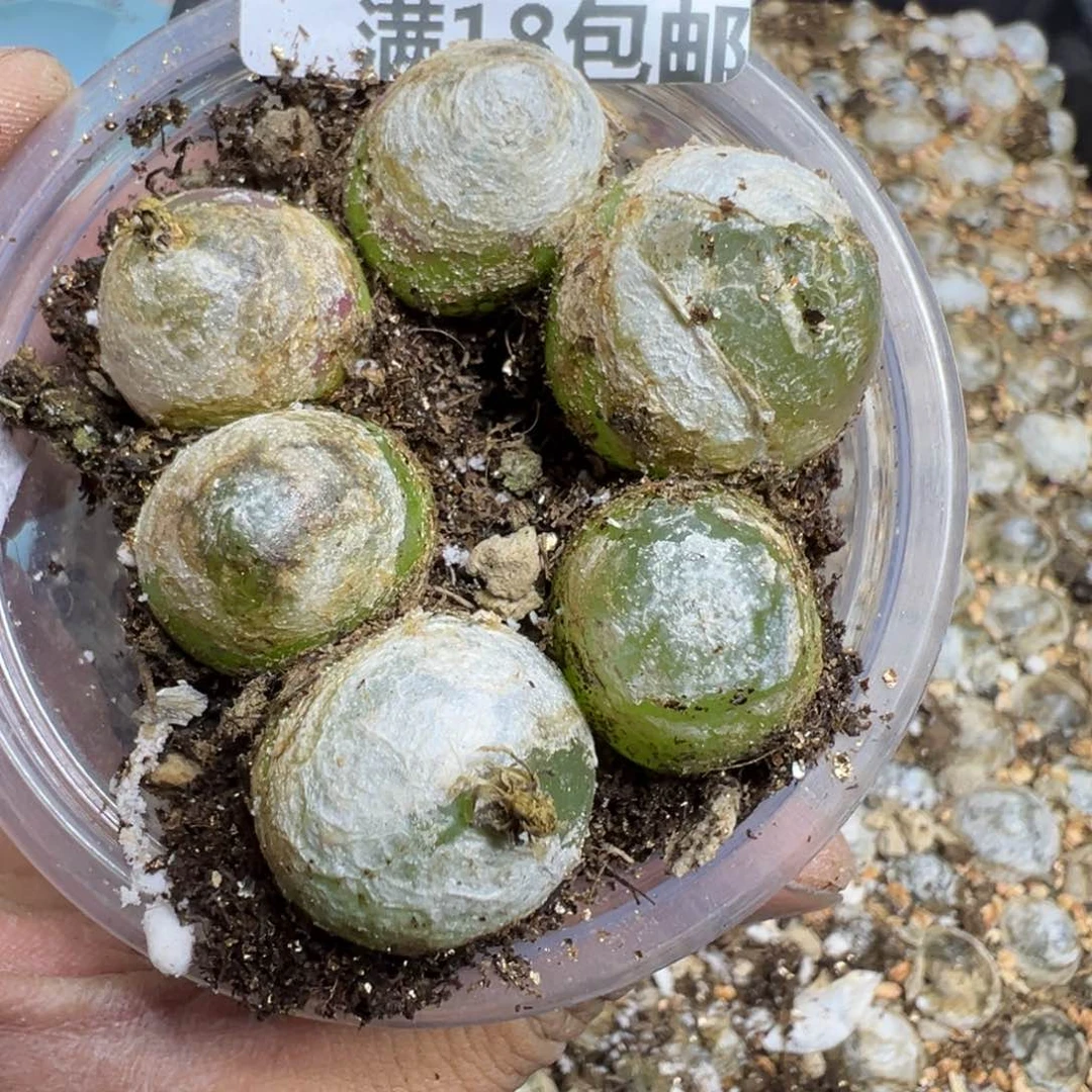 【闪购商品】 428。