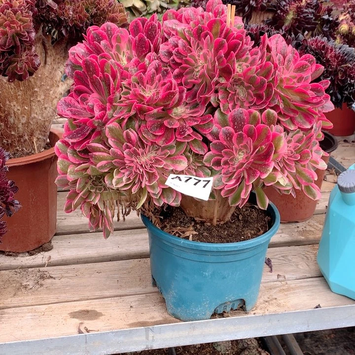 777粉女巫缀多肉法师