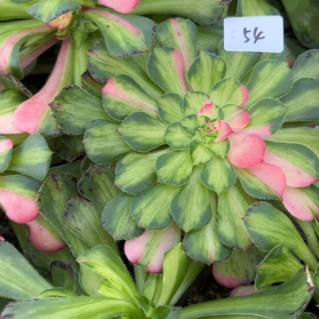 54知否多肉植物系