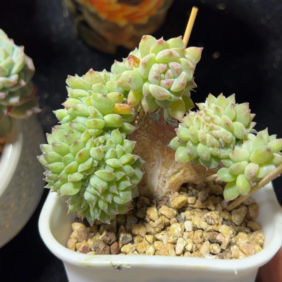 往**风新年快乐 新年快乐 新年快乐