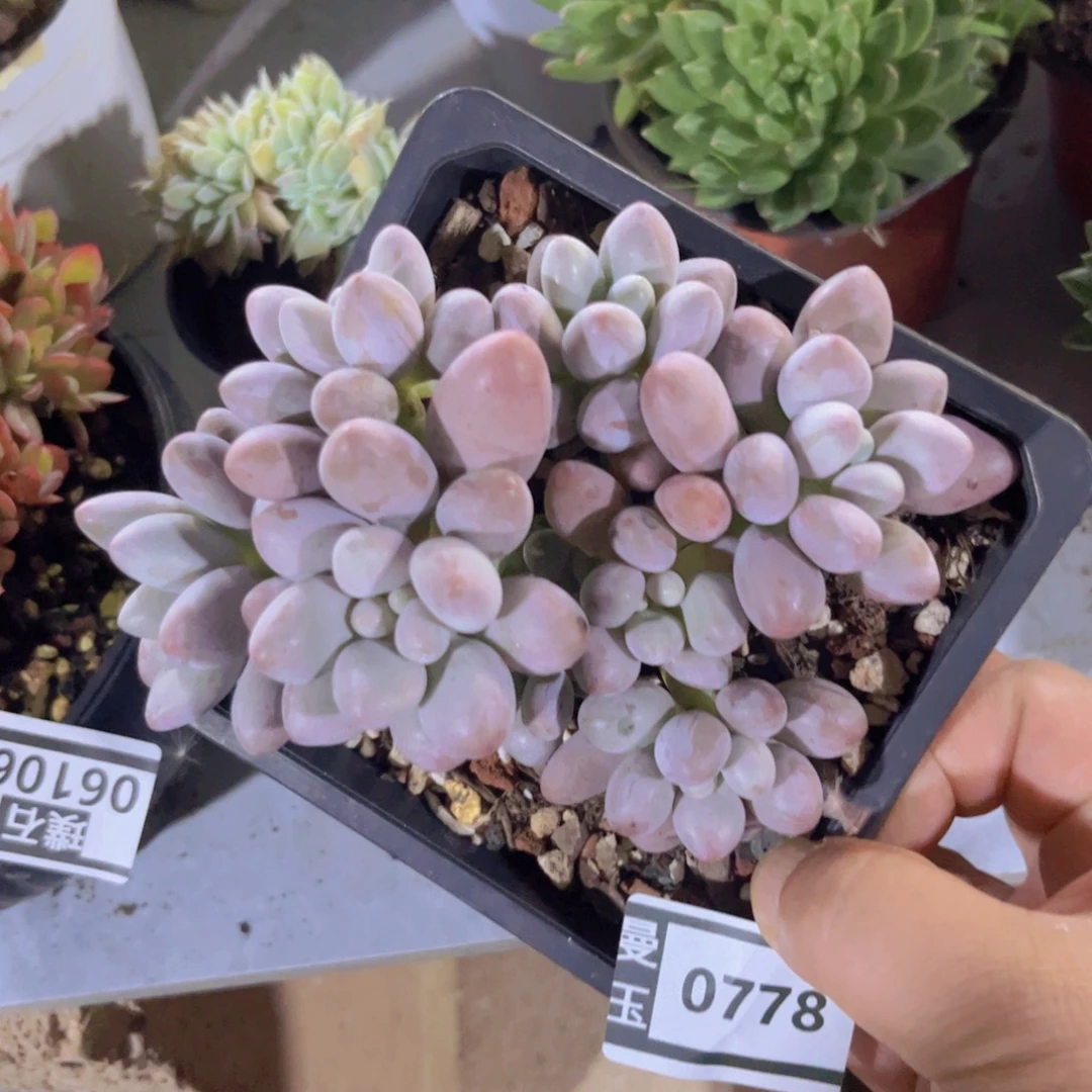 汤圆多肉植物0778