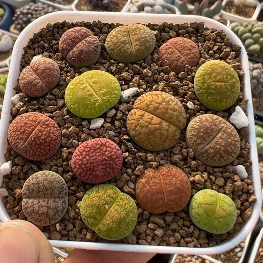 63多肉植物百科植物