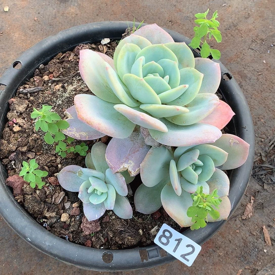 汐****812奶茶一物一拍多肉