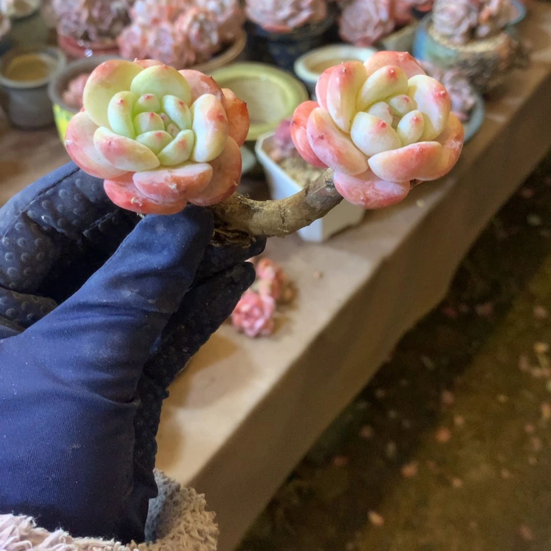 时***老哈哈哈哈哈哈哈哈石榴籽