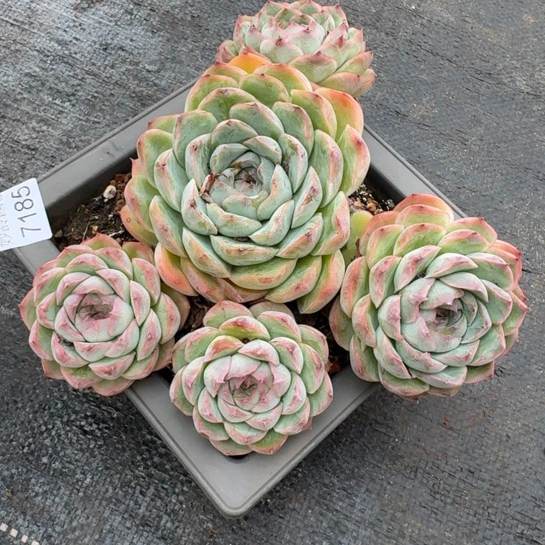 不***调7185杂交多肉植物基地