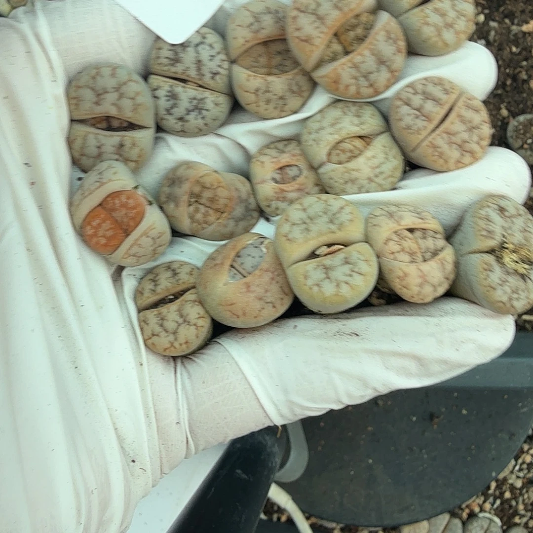 这个点睡起来都还019我