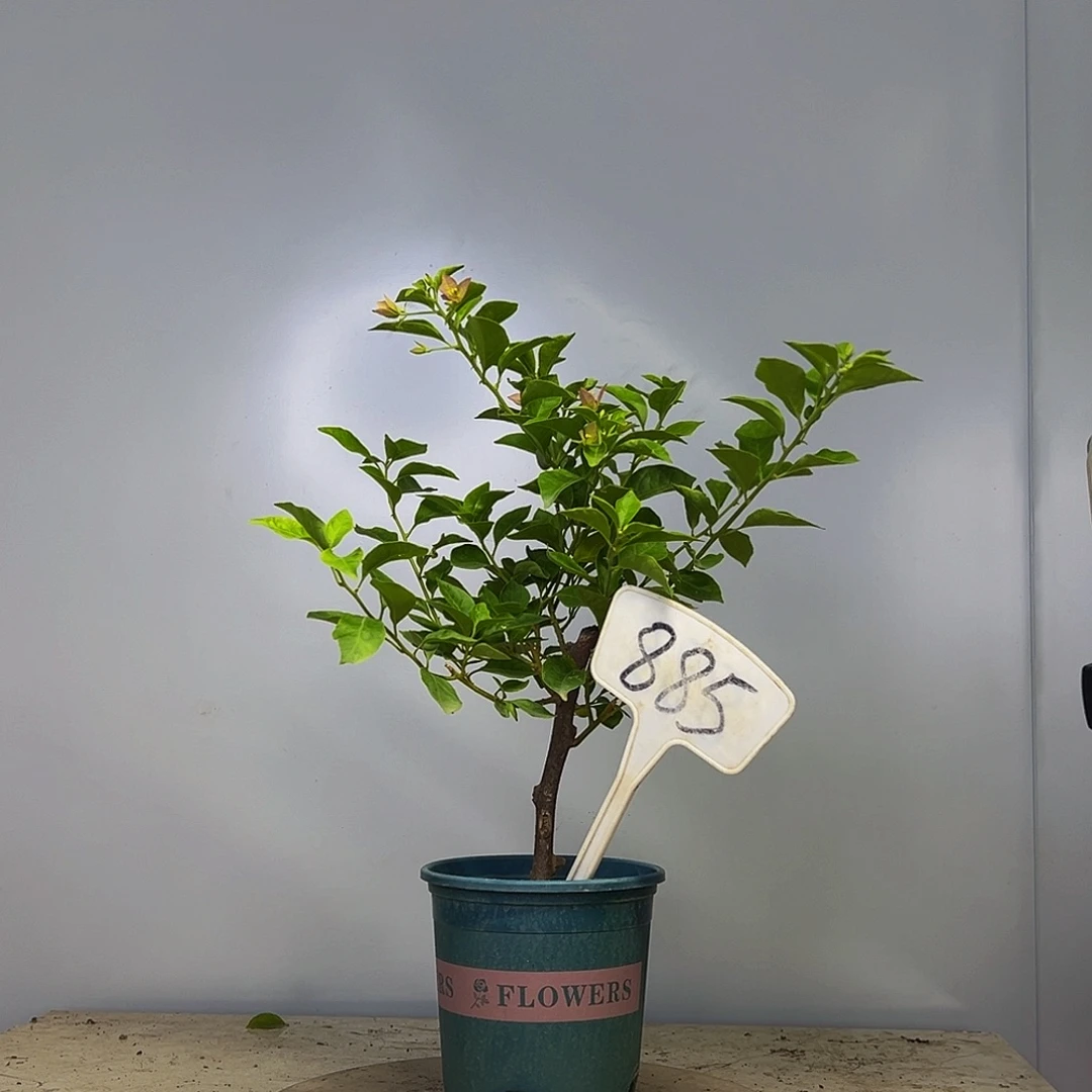 当前无花栽培后可以开花卡亚塔 885