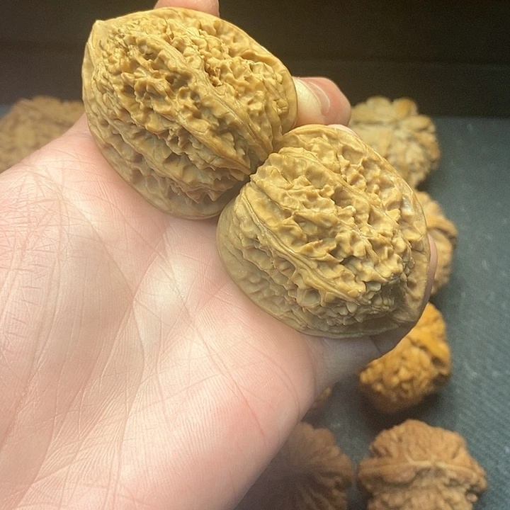 我是一只小小鸟的小猫小狗