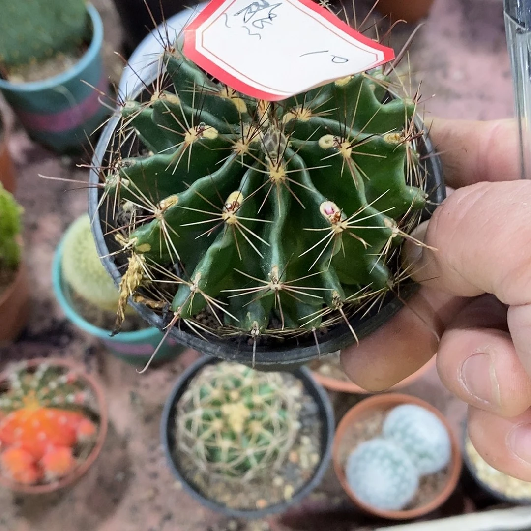 ****龙王仙人球仙人掌实生