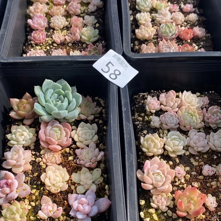 58 多肉植物盆栽花卉