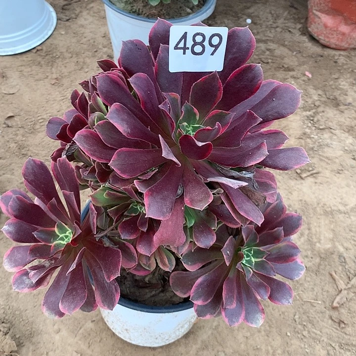 无花朵489金丝缺北