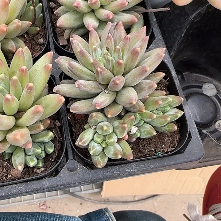 青蛙王子儿童牙膏111
