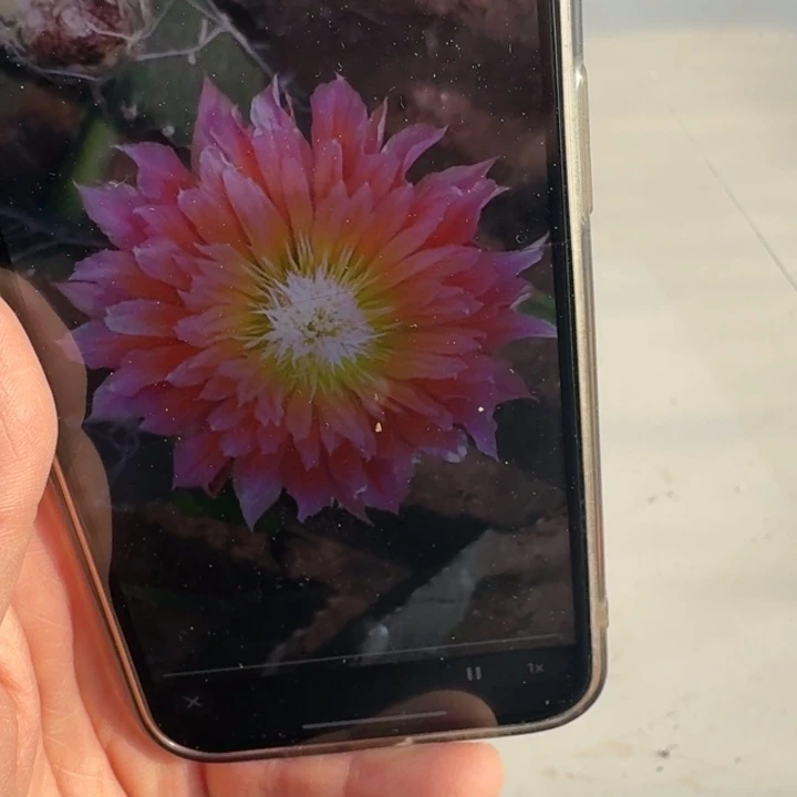 217史蒂夫歪无根侧牙4公分左右