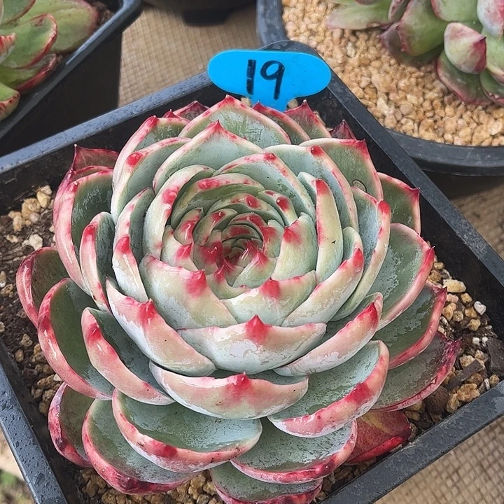 惊鸿仙子一物一拍，14厘米