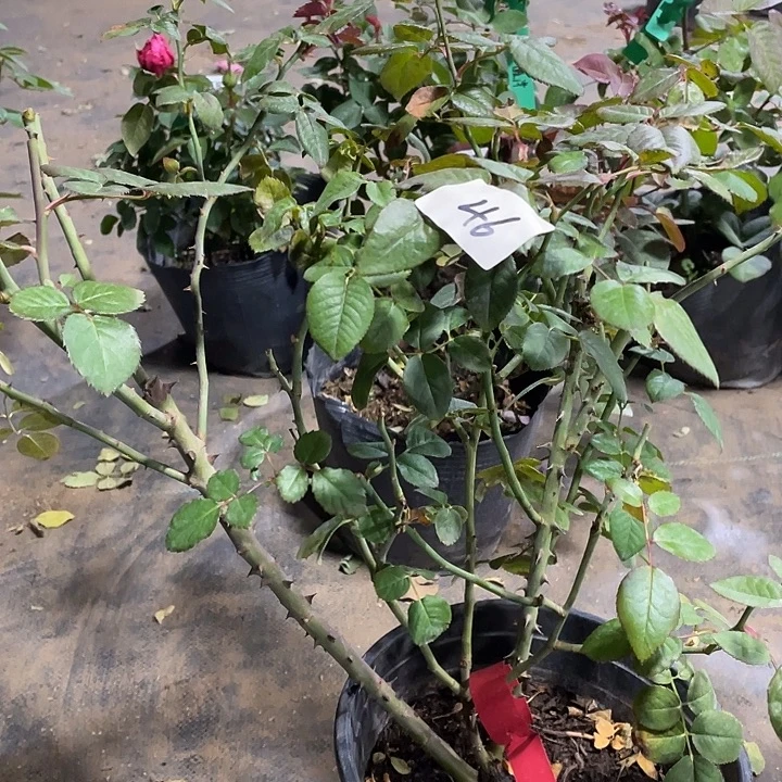 当前无花朵，栽培后可花朵杨玉环