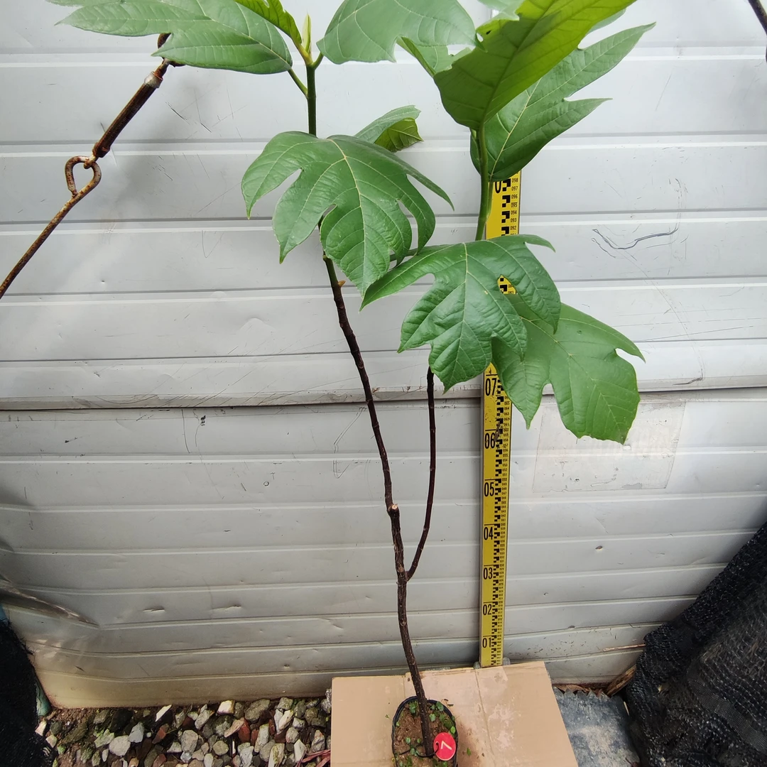 面包树面包果大杯苗7号罗蜜树马槟榔面磅树庭院大型绿植结果绿植